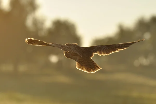 Uçan uzun kulaklı baykuş — Stok fotoğraf