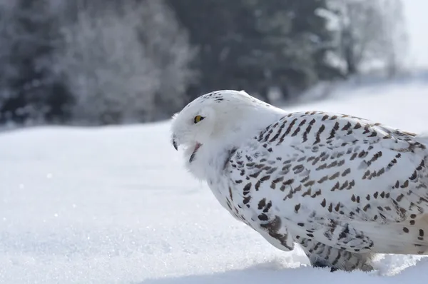 Gritando coruja nevada — Fotografia de Stock