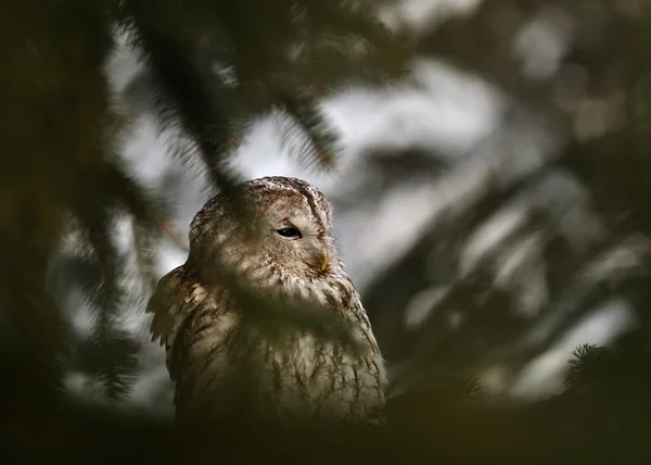 Tawny Owl behind coniferous tree — Stock Photo, Image