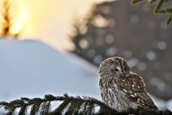 Tawny Owl in winter sunshine — Stock Photo, Image