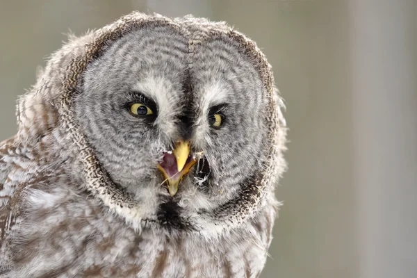 Great Grey Owl isolated portrait — Stock Photo, Image