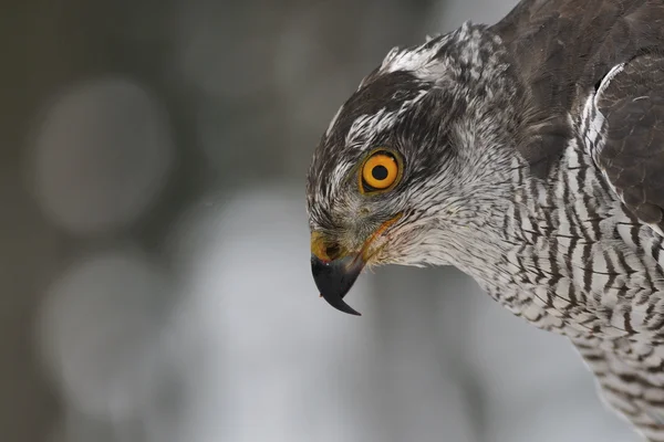 Retrato de close up de Goshawk do Norte — Fotografia de Stock