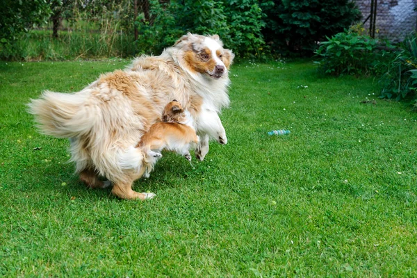 Chihuahua, és ausztrál juhászkutya frolic a kertben — Stock Fotó