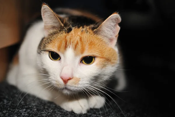 Crouched cat on carpet — Stock Photo, Image