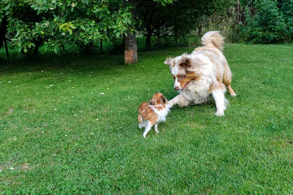 Chihuahua, és ausztrál juhászkutya frolic a kertben — Stock Fotó