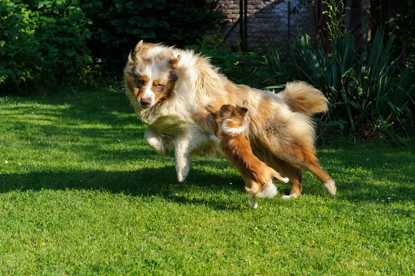 Chihuahua ve Avustralyalı çoban oyun bahçesinde