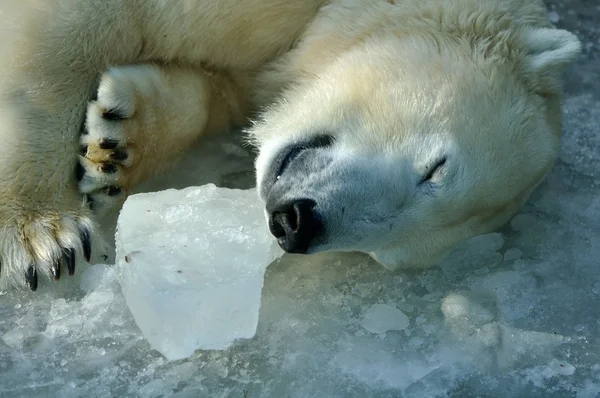 Sovande isbjörn — Stockfoto