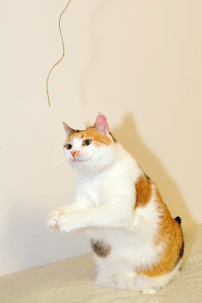 Gato jugando con cordón — Foto de Stock