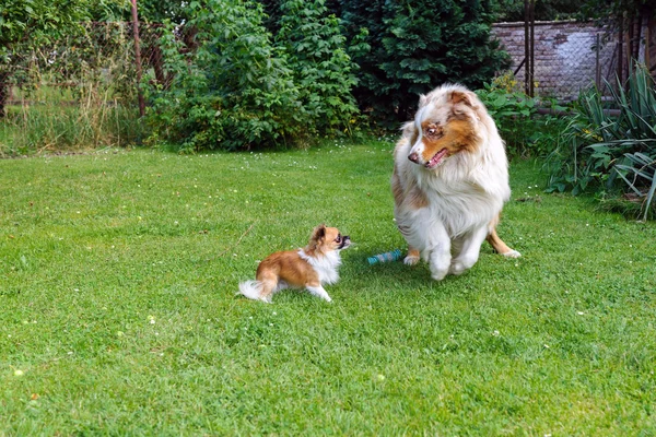 Chihuahua en Australische herder frolic op de tuin — Stockfoto