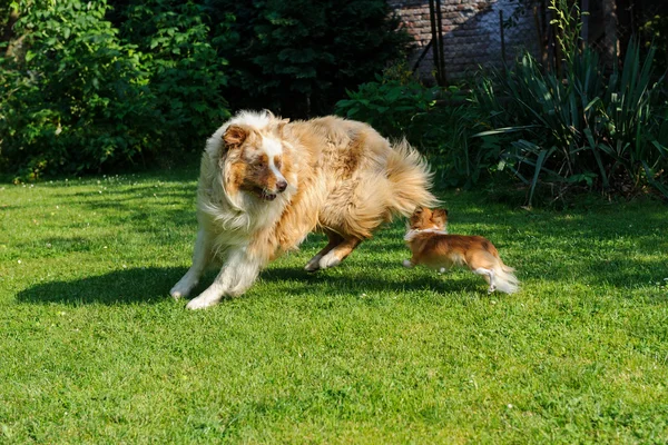 Chihuahua und australischer Schäferhund tummeln sich im Garten — Stockfoto