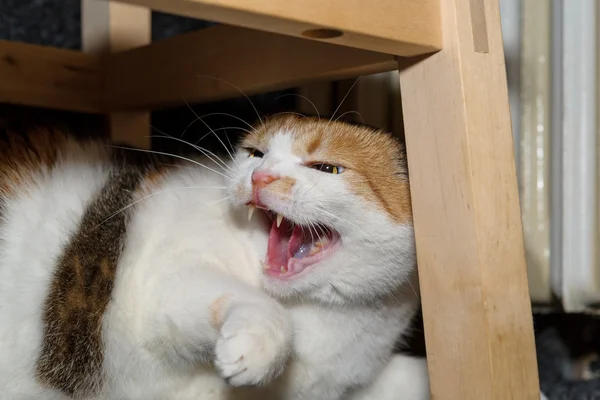 Hissin katt — Stockfoto