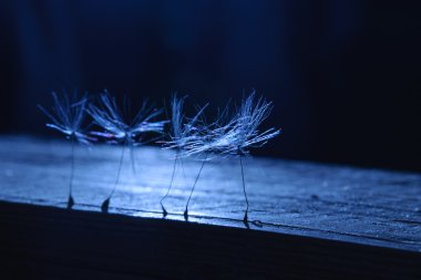 Karanlıkta dandalion tohumlar