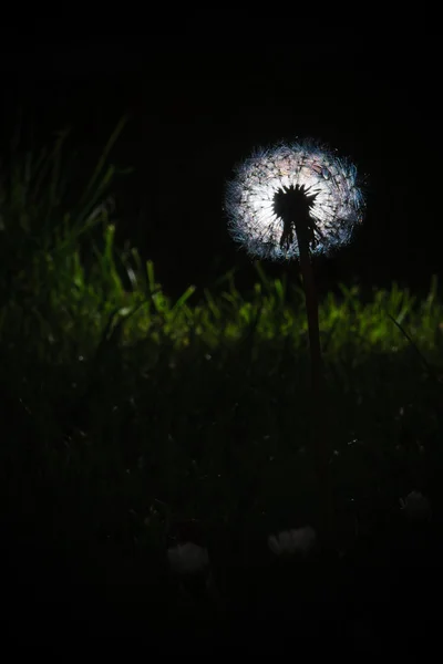 Dandelion lanterna jardim mágico — Fotografia de Stock