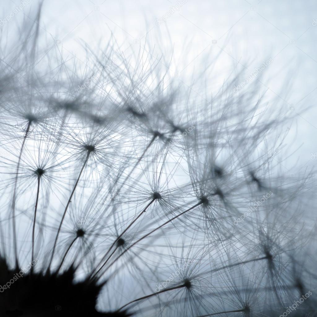 Dandelion closeup macro abstraction