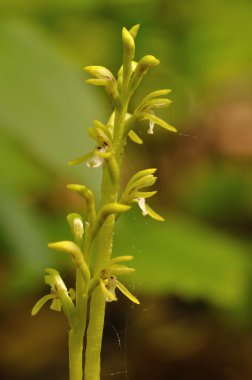 yeşil zemin üzerine corallorhiza trifida