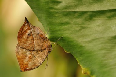 Kelebek doğal kamuflaj