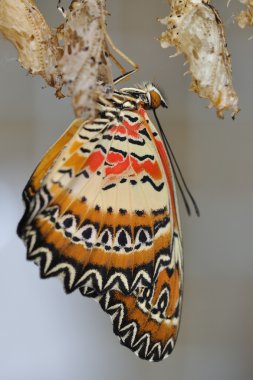 Beyaz cocon üzerinde Swallowtail