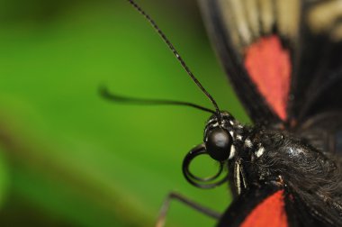 Swallowtail kafa