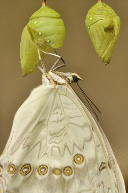 Beyaz swallowtail eclosion