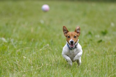 bir top için çalışan köpek