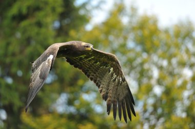 Bozkır kartalı ağaçların önce uçan