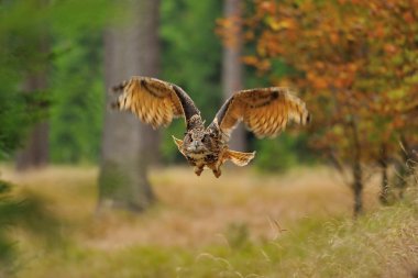 uçan Avrasya kartal baykuş