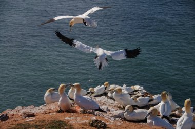 Kuzey gannet kuş kolonisi uçan