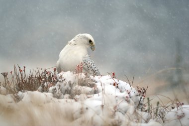 karlı kış üzerinde gyrfalcon