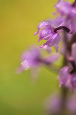 Menekşe çayır üzerinde orkide
