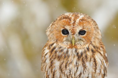 Tawny baykuş portresi