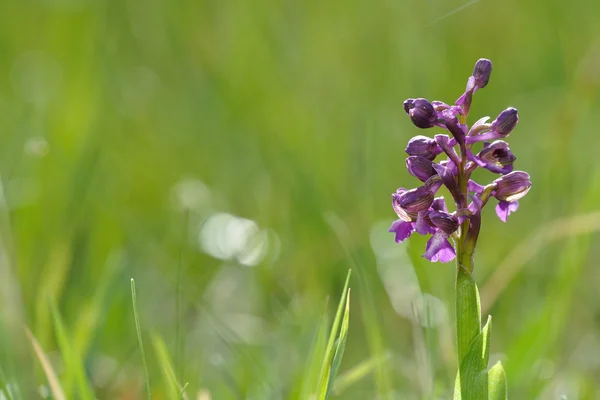 Morio de Orchis —  Fotos de Stock