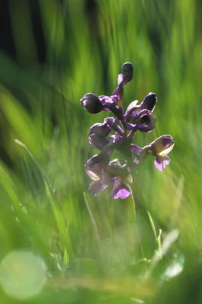 Orchis morio — Stock fotografie