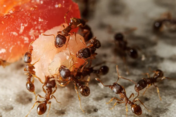 食べ物のかけらに蟻のグループ — ストック写真