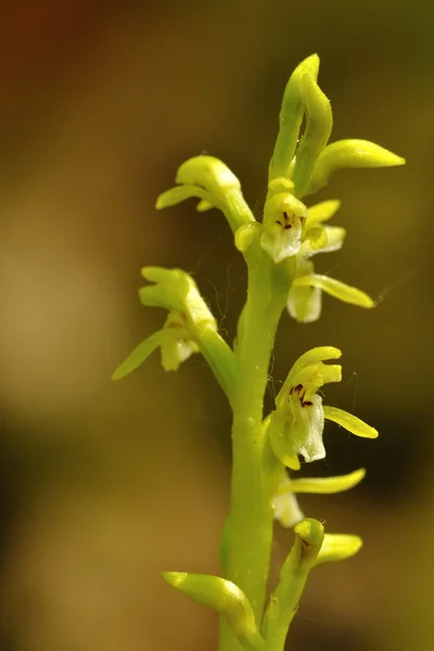 Corallorhiza trifida — Foto de Stock