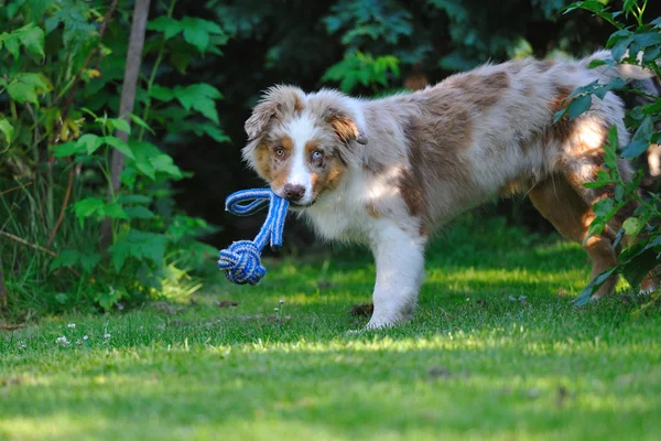 Australian shepard in the garden — Stock Photo, Image