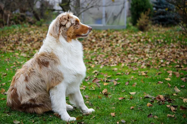 Australian Shepherd on the garden — Stock Photo, Image