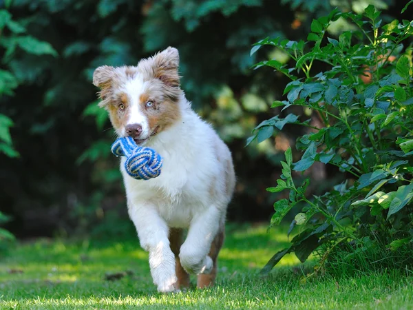 Australian shepard i trädgården — Stockfoto