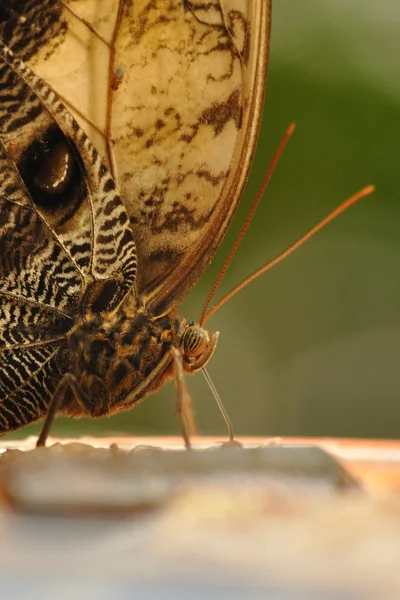 Mariposa verde negra en la hoja — Foto de Stock