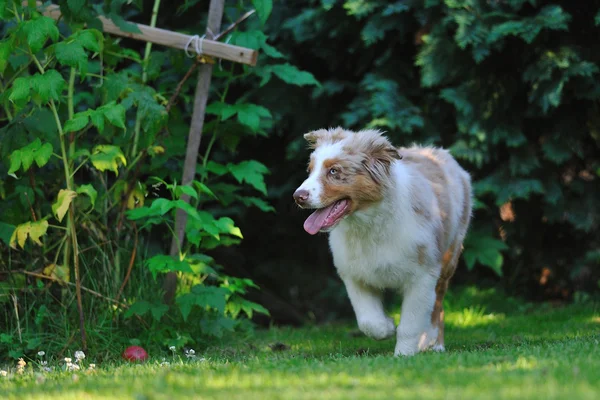 Australischer Schäferhund im Garten — Stockfoto