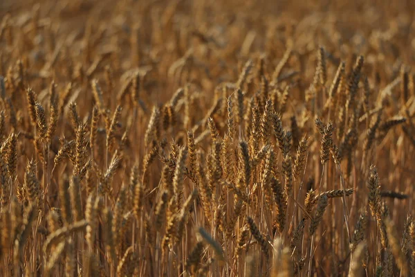 Field of wheat — Stock Photo, Image