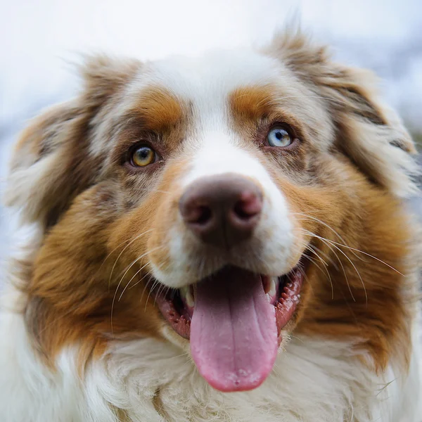 Australian Shepherd face — Stock Photo, Image