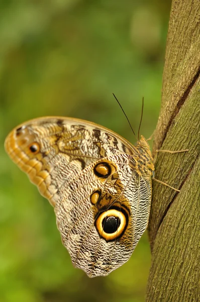 Cola de golondrina en liana — Foto de Stock