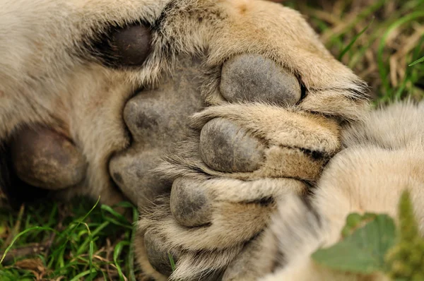 Lion paw — Stock Photo, Image