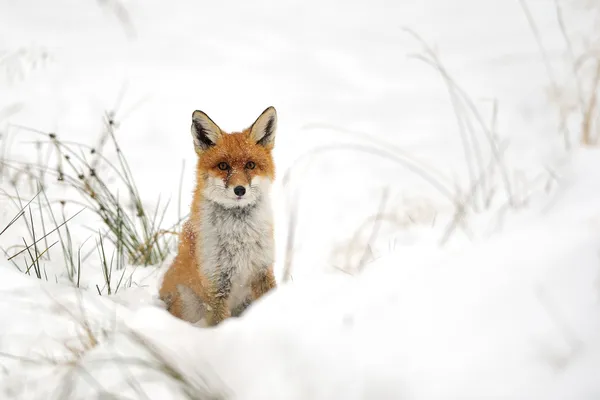 Red fox in the snow — Stock Photo, Image