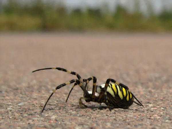 Aranha da vespa — Fotografia de Stock