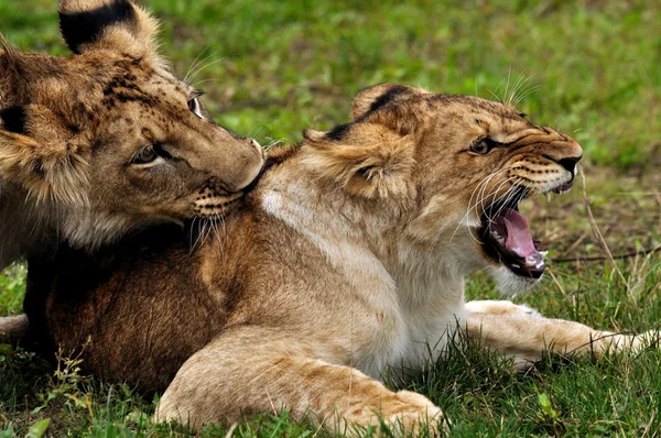 Lions in courtship game — Stock Photo, Image