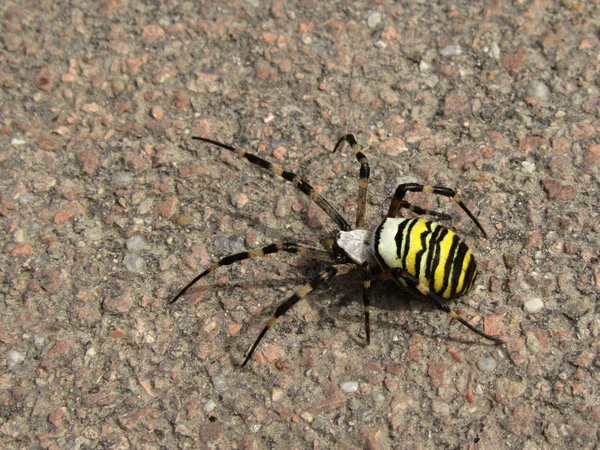 Aranha da vespa — Fotografia de Stock