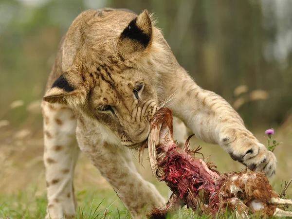 Кормящий лев — стоковое фото