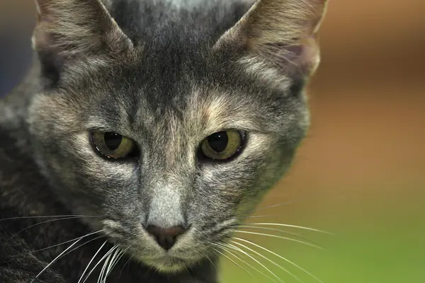 Portret pisica — Fotografie, imagine de stoc