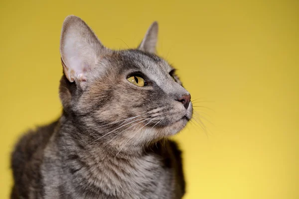 Γάτα πορτρέτο — Φωτογραφία Αρχείου